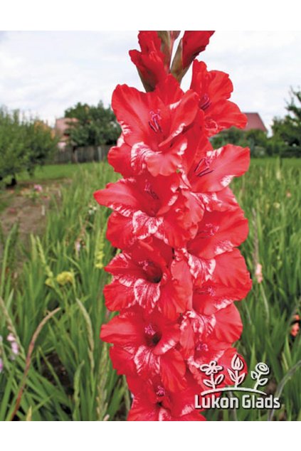 Mečík KEKIRA EXOTIC - gladiolus