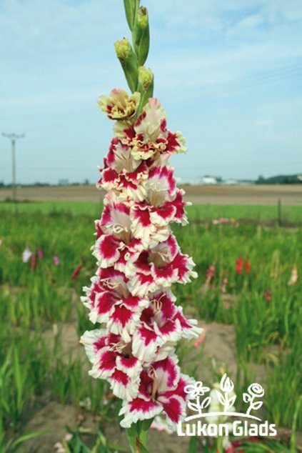 Mečík BERNICE - gladiolus