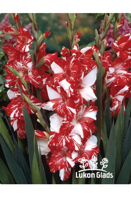 Mečík ZIZANE - gladiolus