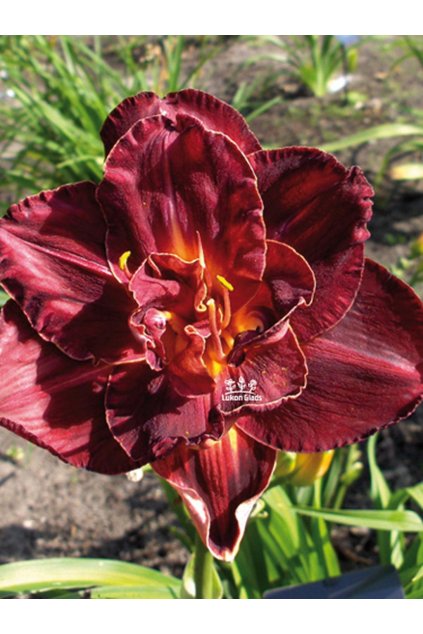 Denivka BURGUNDY LOVE - hemerocallis