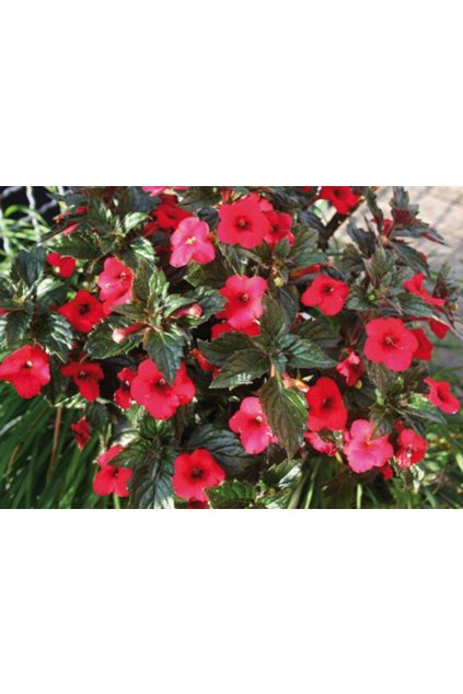 Achimenes RUBY RED