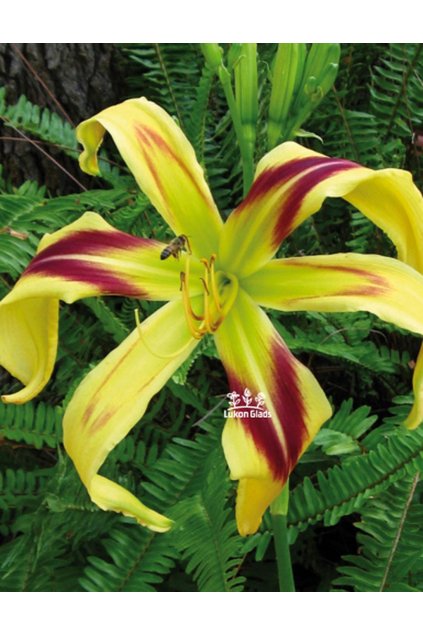 Denivka FREE WHEELIN - hemerocallis