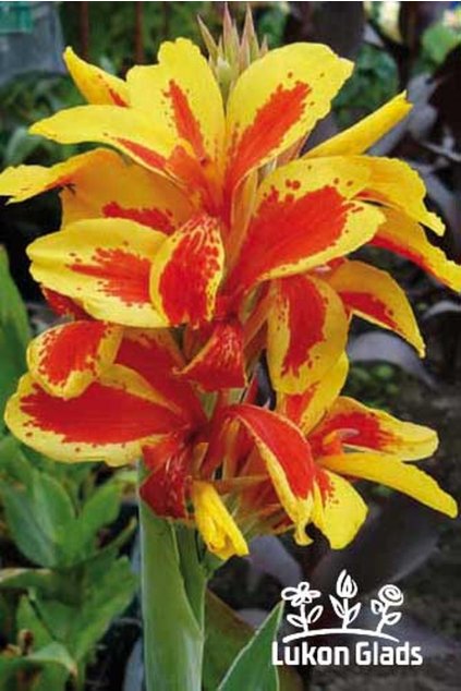 Canna REINE CHARLOTTE