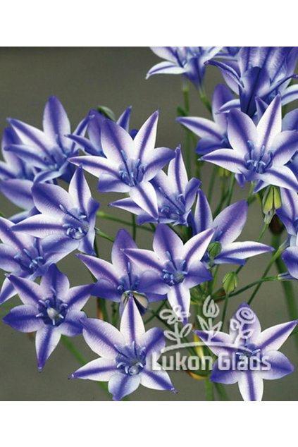 Triteleia laxa RUDY  - triteleja