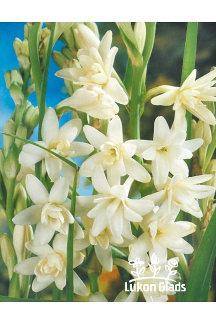 Polianthes tuberosa THE PEARL - tuberóza - NAHRNKOVANÝ