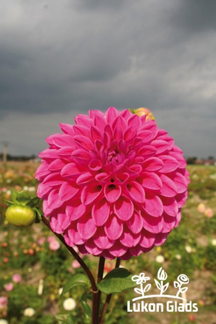 Jiřina MARY’S JOMANDA - dahlia