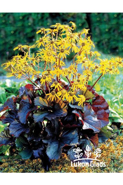 Ligularia dentata DARK VARIETY - popelivka