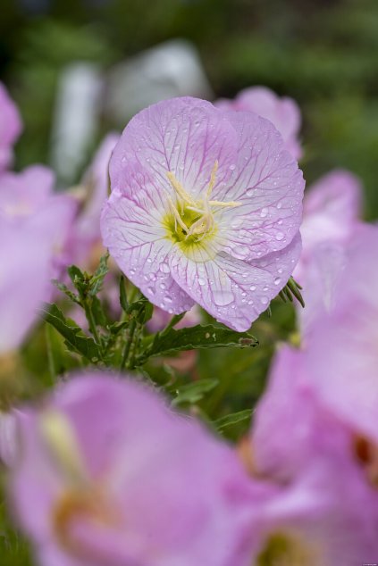 siskiyou pink oenothera speciosa 79390 2