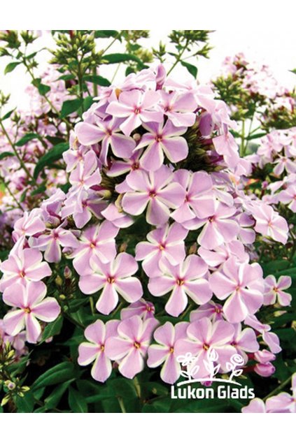 Phlox paniculata ALL IN ONE - plamenka latnatá, flox