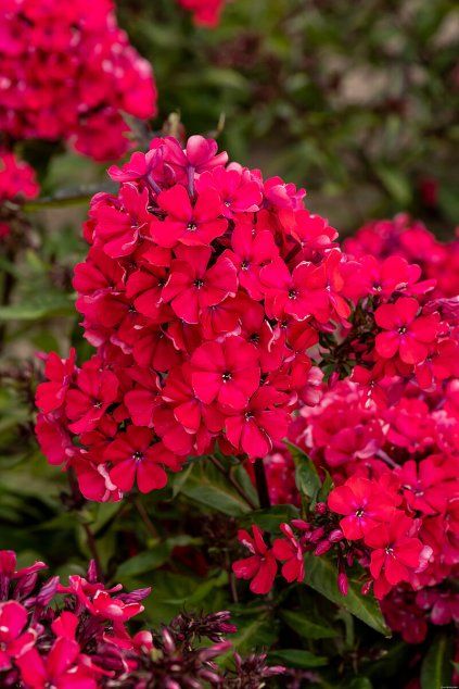 starfire phlox paniculata 76358 2