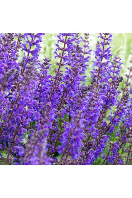 Salvia VIOLA KLOSE