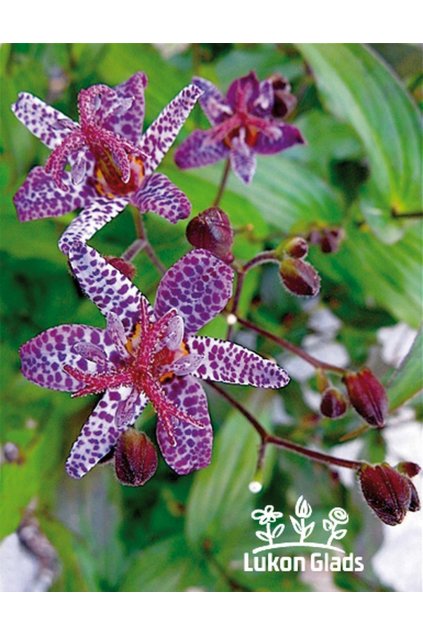 Tricyrtis formosana DARK BEATY - liliovka, hadí lilie