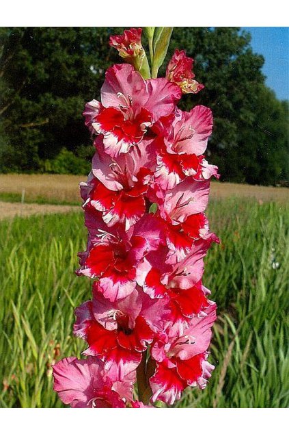 Mečík FLAME EYE - gladiolus