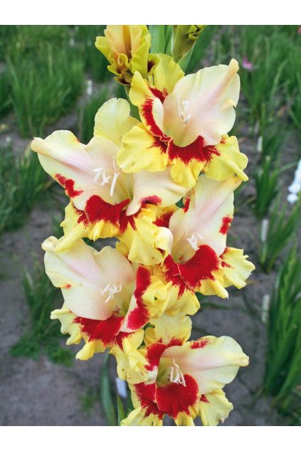 Mečík JAUNÁ KOMBINÁCIJA - gladiolus