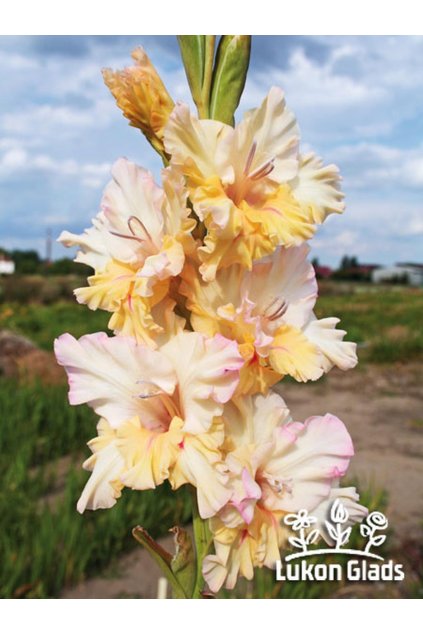 Mečík PRINCESSE BADURA - gladiolus