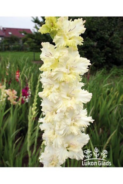 Mečík CURLING ATOLL - gladiolus