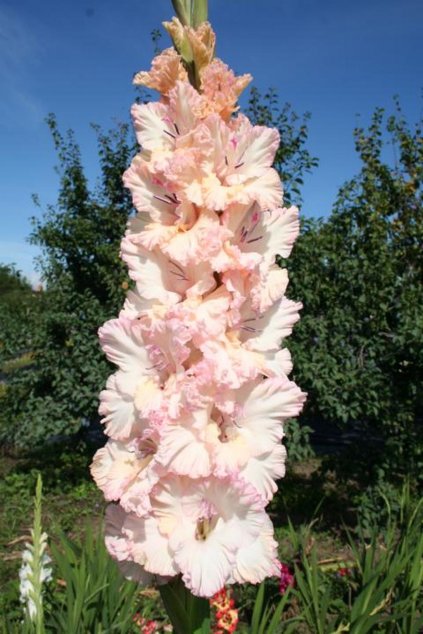 Mečík VAMBERSKÁ KRAJKA - gladiolus