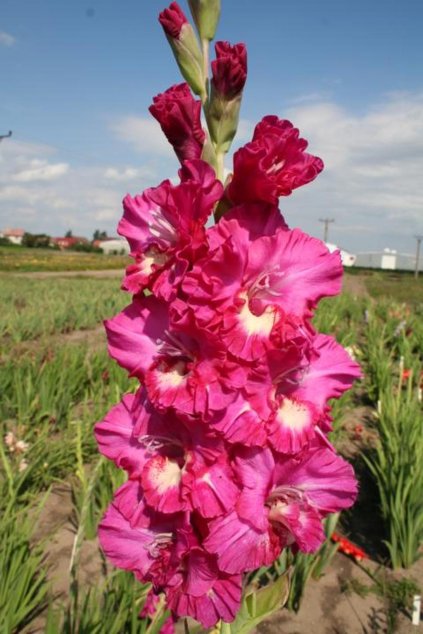 Mečík DANDY - gladiolus