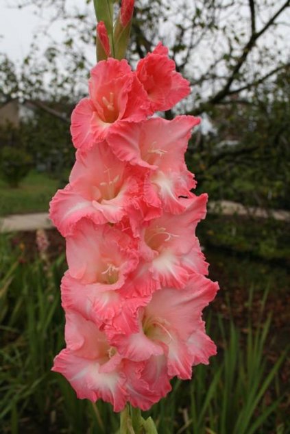 Mečík PACIFIC TIDE - gladiolus