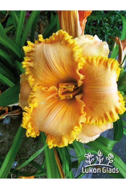 Denivka ELISABETH SALTER - hemerocallis
