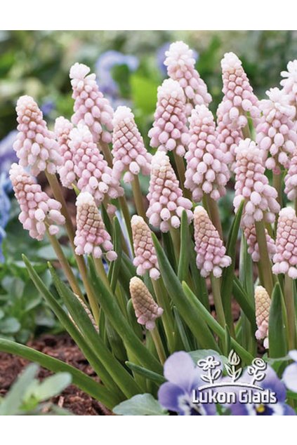 Muscari PINK SUNRISE - "modřenec"