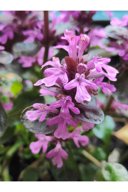 aju midnight mystery 0002