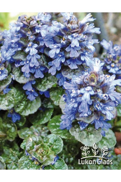 Ajuga pyramidalis METALICA CRISPA