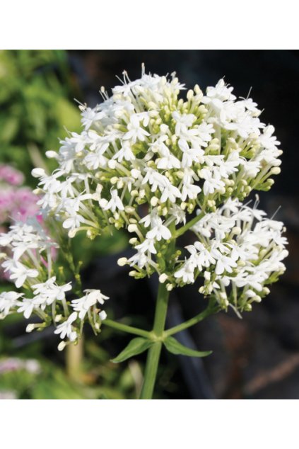 Centranthus rubber albus