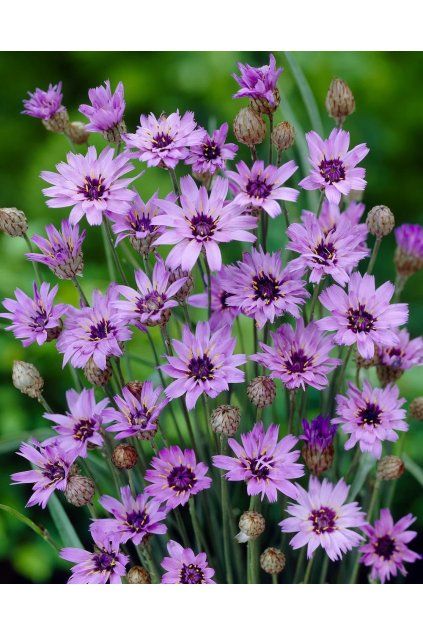 Catananche caerulea Blue 11518 C 1