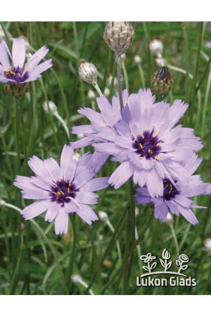 Catanache caerulea BLUE - poblekla