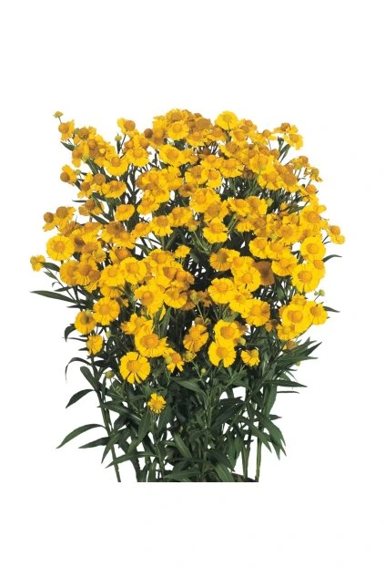 Helenium autumnale Helena Gold 14789 C 1