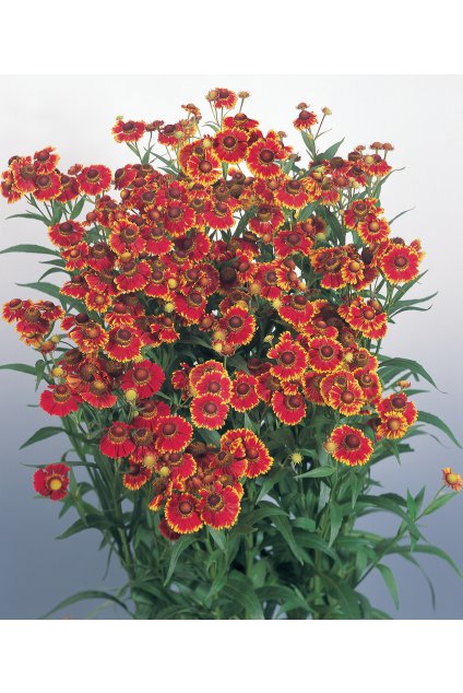 Helenium autumnale Helena Red Shades 14790 1