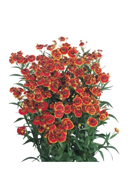 Helenium autumnale Helena Red Shades 14790 C 1