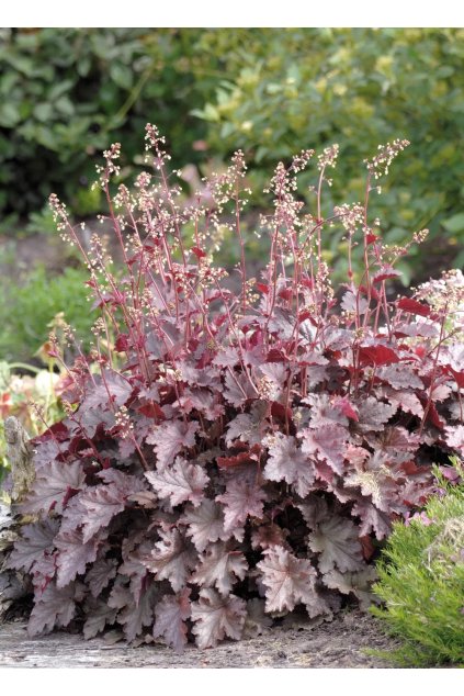 Heuchera americana Melting Fire 13257 S 1