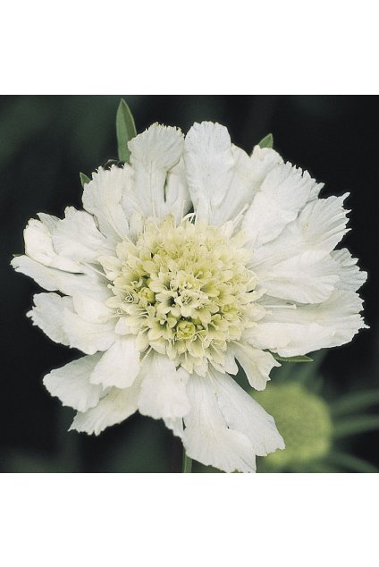 Scabiosa ALBA