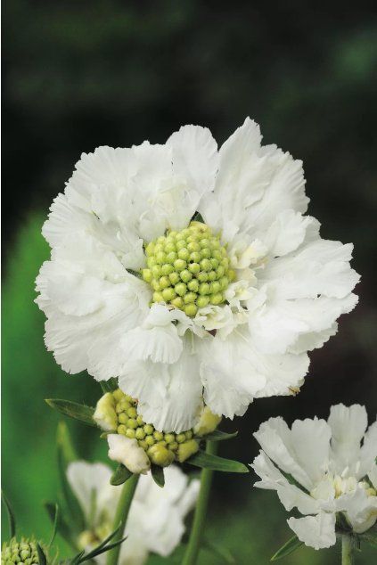 Scabiosa caucasica Perfecta Alba 11997 C 1