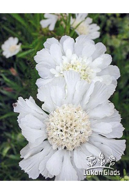 Scabiosa caucasica PERFECTA ALBA - hlaváč kavkazský