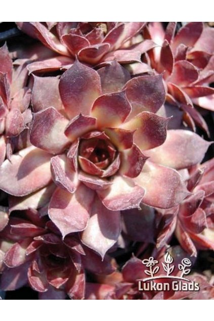 Sempervivum NOIR - netřesk