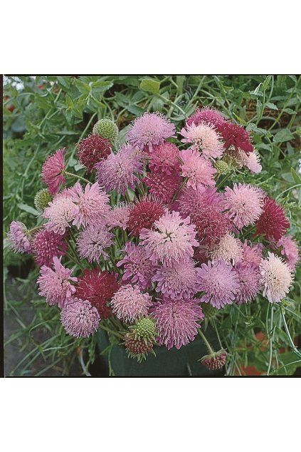 Knautia macedonica Melton Pastels™ 11773 C 1