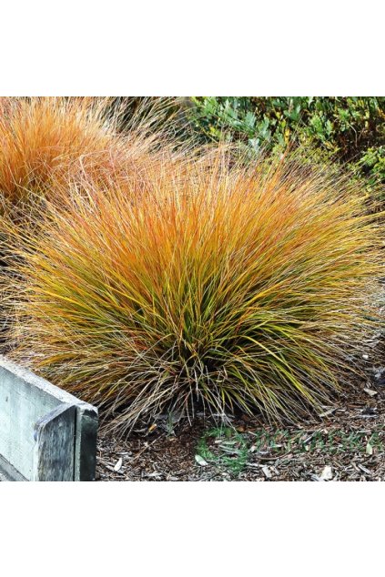 Carex Prairie fire