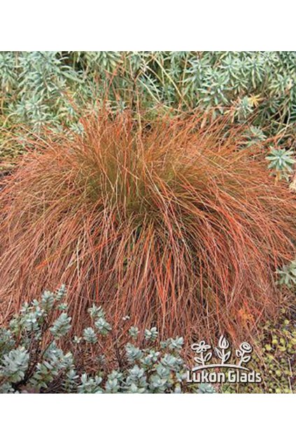 Carex testacea PRAIRIE FIRE - ostřice