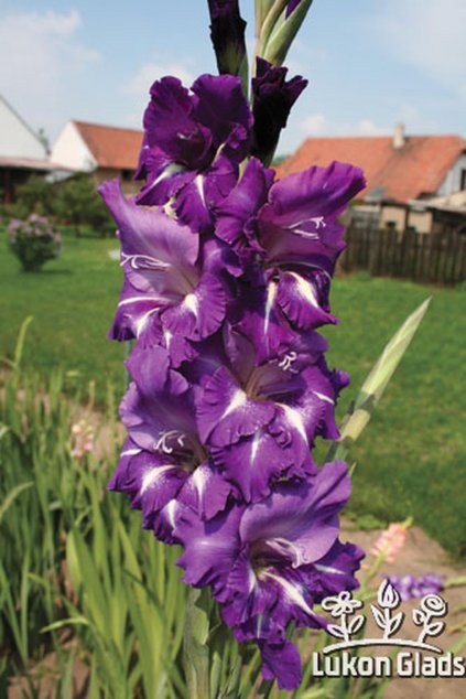 Mečík BLUE EFFECT - gladiolus