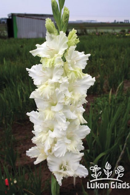 Mečík WHITE SONG - gladiolus