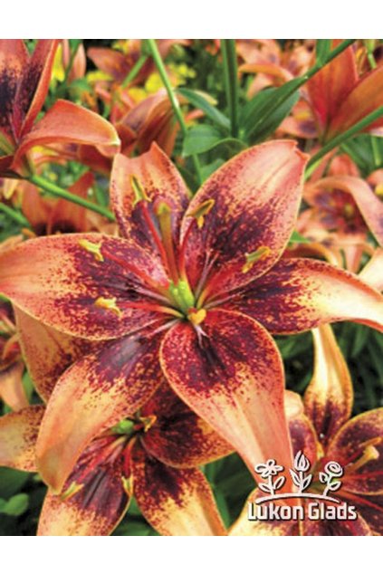 Lilie WHISTLER - lilium