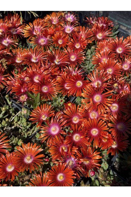 Delosperma RED MOUNTAIN - kosmatec