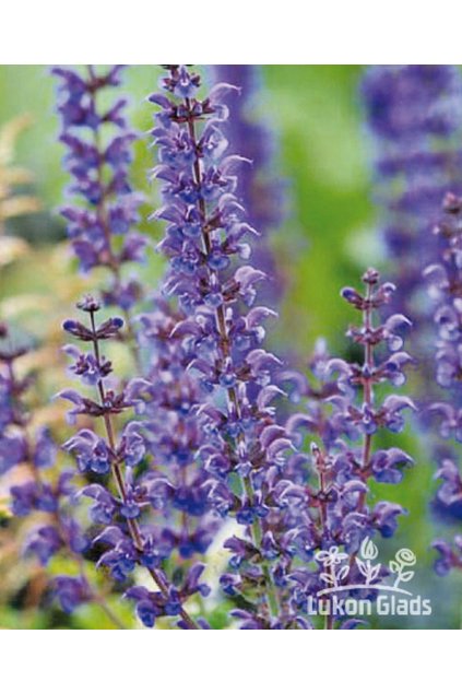 Salvia nemorosa MAINACHT - šalvěj hajní