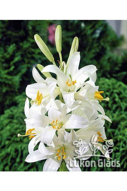 Lilium candidum - lilie kostelní, bělostná - NAHRNKOVANÁ