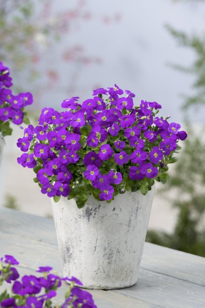 Aubrieta gracilis Kitte Blue 13852 13