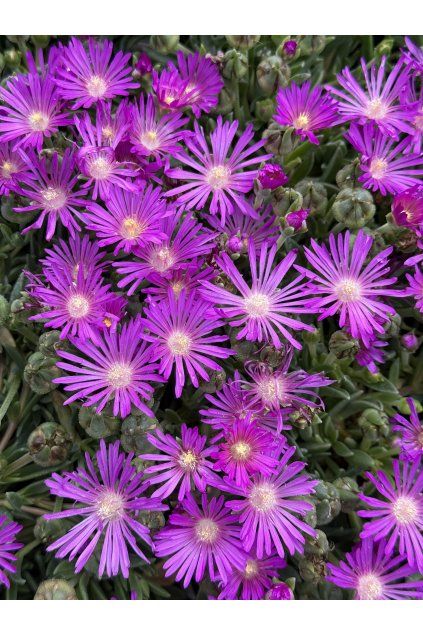Delosperma TABLE MOUNTAIN - kosmatec