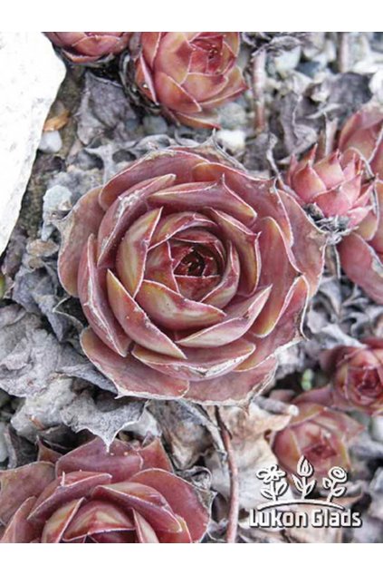 Sempervivum BRIGITTE - netřesk